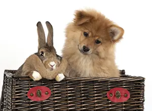 Spitz: DOG. Pomeranian puppy ( 12weeks old ) in a basket