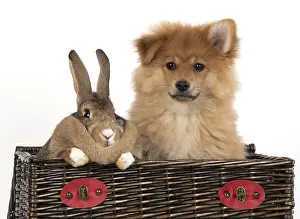 Spitz: DOG. Pomeranian puppy ( 12weeks old ) in a basket
