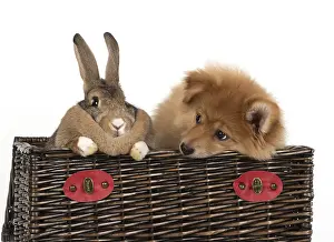 Spitz: DOG. Pomeranian puppy ( 12weeks old ) in a basket