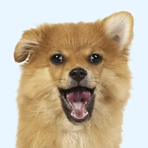 Spitzes: DOG. Pomeranian puppy ( 12weeks old ) standing
