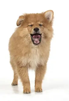 Spitz: DOG. Pomeranian puppy ( 12weeks old ) standing