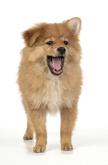 Spitz: DOG. Pomeranian puppy ( 12weeks old ) standing