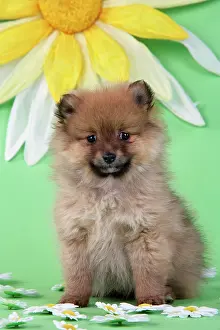 Infront: Dog. Pomeranian puppy infront of sunflower (10 weeks old)