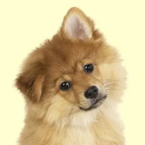 Spitzes: DOG. Pomeranian puppy sitting, studio, 12 weeks old