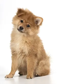 Spitzes: DOG. Pomeranian puppy sitting, studio, 12 weeks old