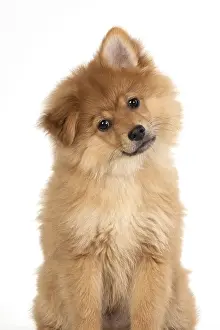 Spitz: DOG. Pomeranian puppy sitting, studio, 12 weeks old