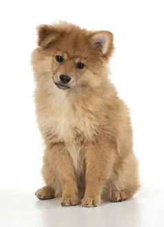 Spitz: DOG. Pomeranian puppy sitting, studio, 12 weeks old