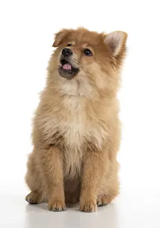 Spitz: DOG. Pomeranian puppy sitting, studio, 12 weeks old
