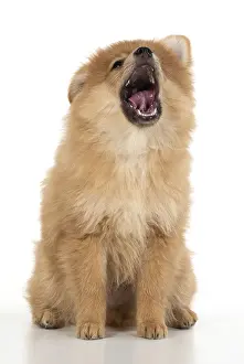 Spitz: DOG. Pomeranian puppy sitting, studio, 12 weeks old