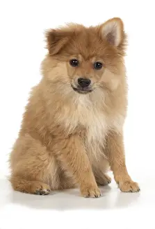 Spitz: DOG. Pomeranian puppy sitting, studio, 12 weeks old