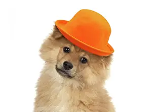 Spitzes: DOG. Pomeranian puppy wearing orange hat