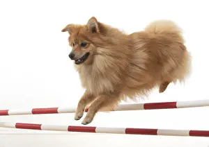 Poles: DOG. Pomeranian, studio, jumping poles