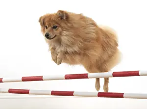 Poles: DOG. Pomeranian, studio, jumping poles