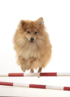 Poles: DOG. Pomeranian, studio, jumping poles