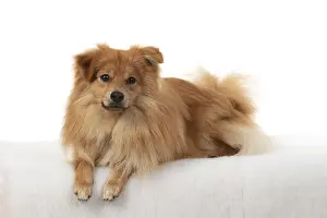 221019: DOG. Pomeranian, studio laying down