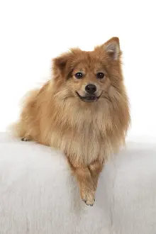 221019: DOG. Pomeranian, studio, laying with paws crossed