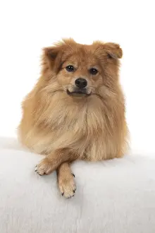 221019: DOG. Pomeranian, studio, laying with paws crossed