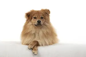 221019: DOG. Pomeranian, studio, laying with paws crossed
