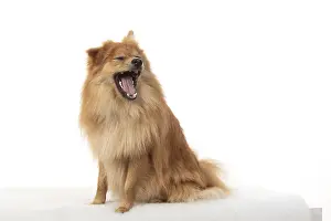 221019: DOG. Pomeranian, studio, mouth open