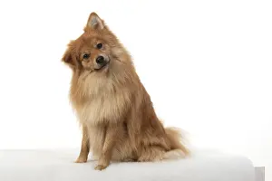 221019: DOG. Pomeranian, studio sitting head on one side
