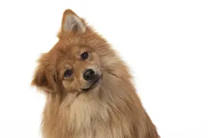 221019: DOG. Pomeranian, studio sitting head on one side