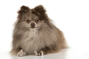 250219: DOG. Pomeranian, studio, on white