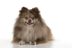 250219: DOG. Pomeranian, studio, on white