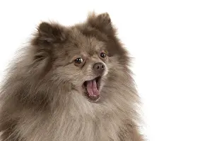 250219: DOG. Pomeranian, studio, on white
