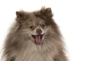 250219: DOG. Pomeranian, studio, on white