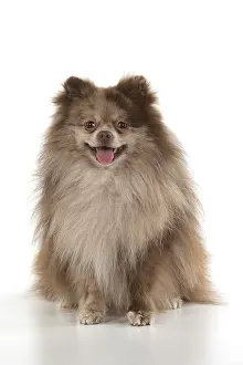 250219: DOG. Pomeranian, studio, on white
