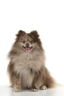 250219: DOG. Pomeranian, studio, on white