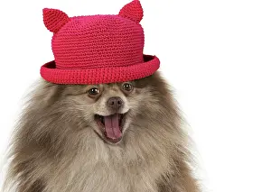 220719: DOG. Pomeranian, wearing red hat, studio, on white