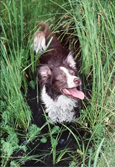 Sheepdogs: DOG - In pond