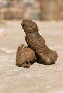 Toilet: DOG Poo