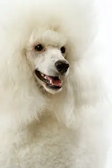 Backround: Dog - Poodle