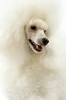 Backround: Dog - Poodle