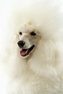 Backround: Dog - Poodle