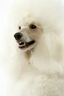 Backround: Dog - Poodle