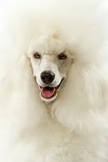 Backround: Dog - Poodle