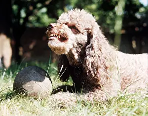Balls: DOG - POODLE
