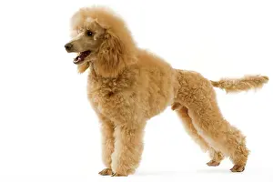 Caniche: Dog - Poodle - Abricot. (French: Caniche Moyen Abricot)