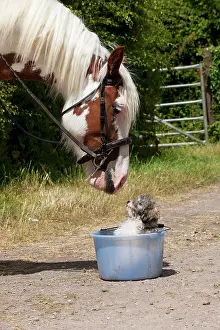 Clever: Dog - Poodle in a bucket with horse looking at it