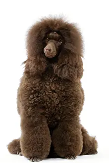 Caniche: Dog - Poodle (caniche moyen)