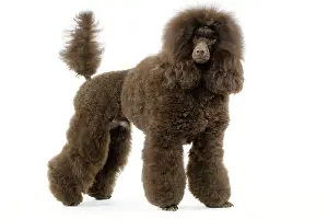 Caniche: Dog - Poodle (caniche moyen)