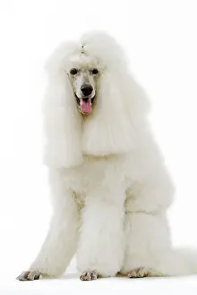 Caniche: Dog - Poodle (caniche royal)