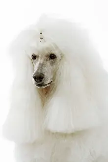 Caniche: Dog - Poodle (caniche royal)