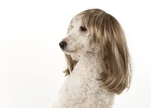 Wigs: DOG. Poodle cross wearing a wig