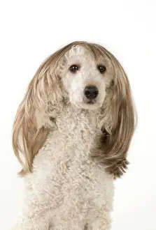 Wigs: DOG. Poodle cross wearing a wig