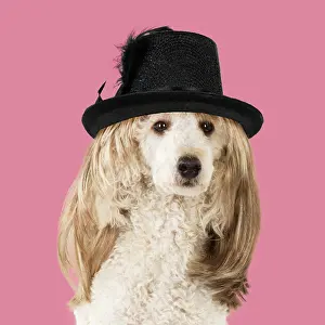 100817: DOG Poodle cross wearing a wig and a black hat