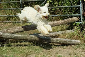 Poles: Dog - Poodle jumping over wooden poles